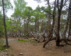 Im Hexenwald von Trollskogen