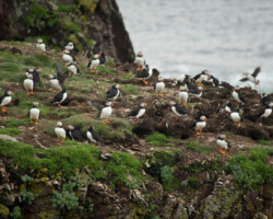 Puffins in Newfoundland