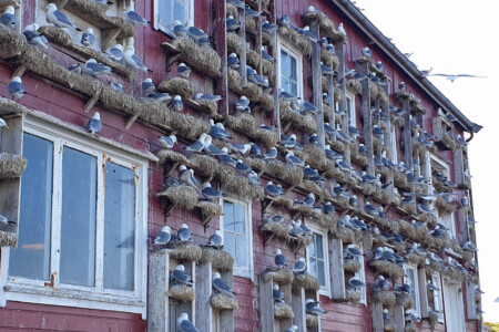 Das Mövenhotel
