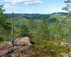 Grün soweit das Auge reicht