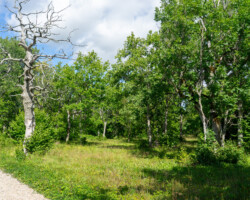 Birch forests are typical of the region