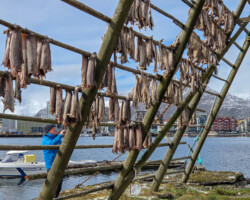 The last of the stockfish
