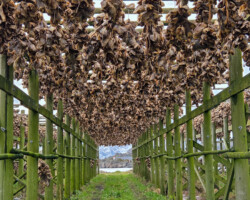 Plenty of strung-up cod heads still remained