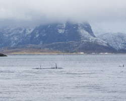 Our first orcas