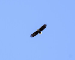 Weißschwanzseeadler