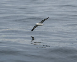 Storm Petrel