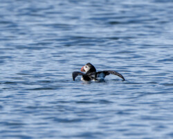 Atlantic puffin