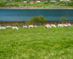And then a few reindeer wandered past