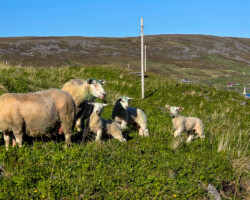 The sheep all have their lambs
