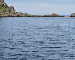The water is full of birds