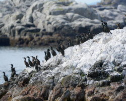 European shags on the rocks