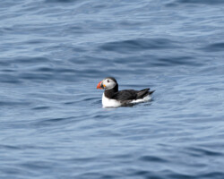 Atlantic puffin