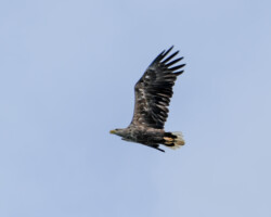 White-tailed eagle