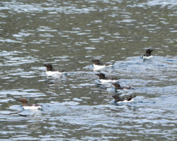 Razorbills and a common guillemot