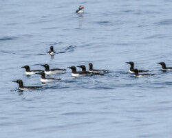 Common guillemots