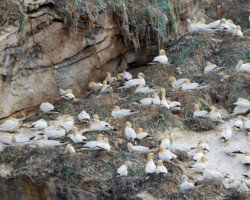 Northern gannet colony