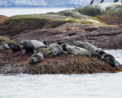 Grey seals