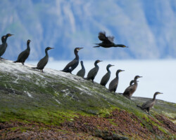 Cormorants