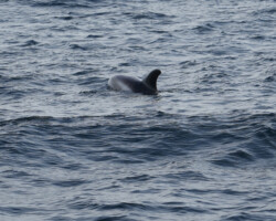 Dolphins are occasional visitors here