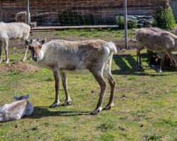 Die Tiere sind halbzahm