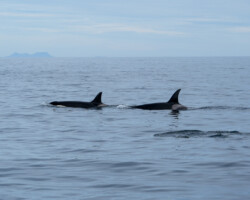 Begegnung mit Orcas
